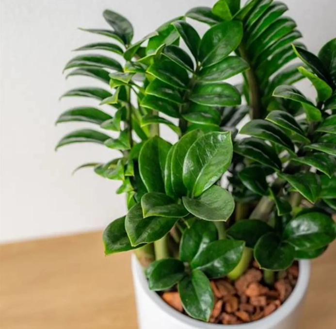 金錢樹葉子變黃原因