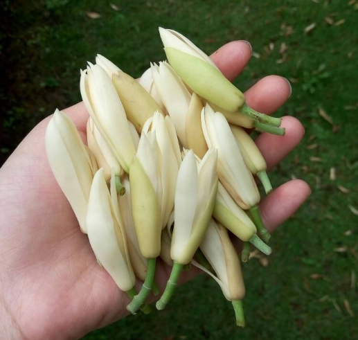 白蘭花盆栽 白蘭花盆栽