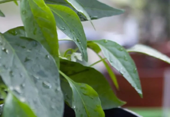 辣椒種植技巧 辣椒種植技巧