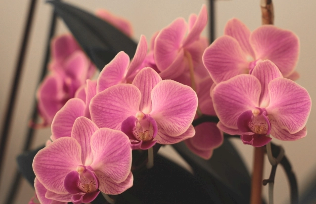 蝴蝶蘭復花方法 蝴蝶蘭復花方法