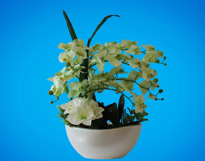 蘭花養護技巧 蘭花養護技巧