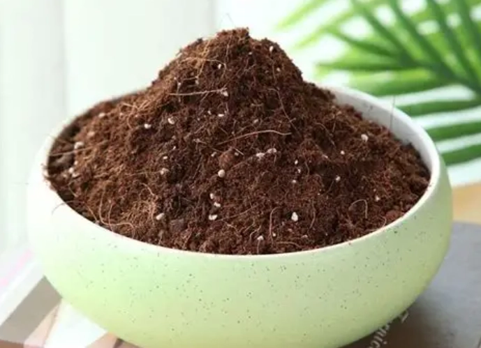 金錢樹施肥方法