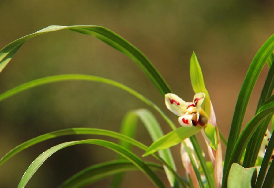 室内植物种植技巧 室内植物种植技巧