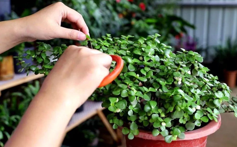 枯萎樹木救治方法