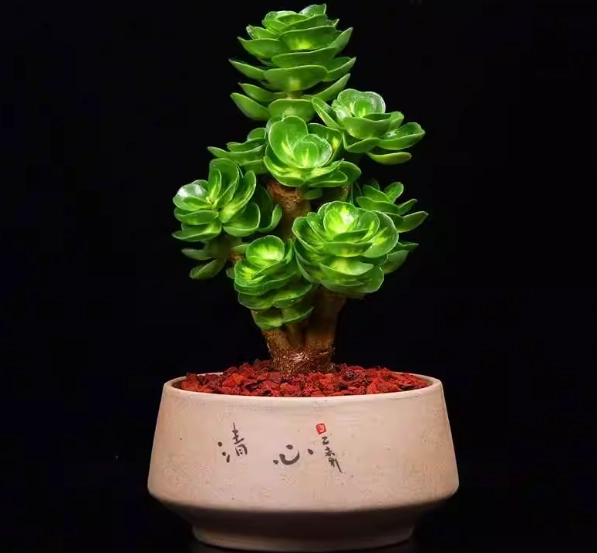 多肉植物盆栽照顧 多肉植物盆栽照顧