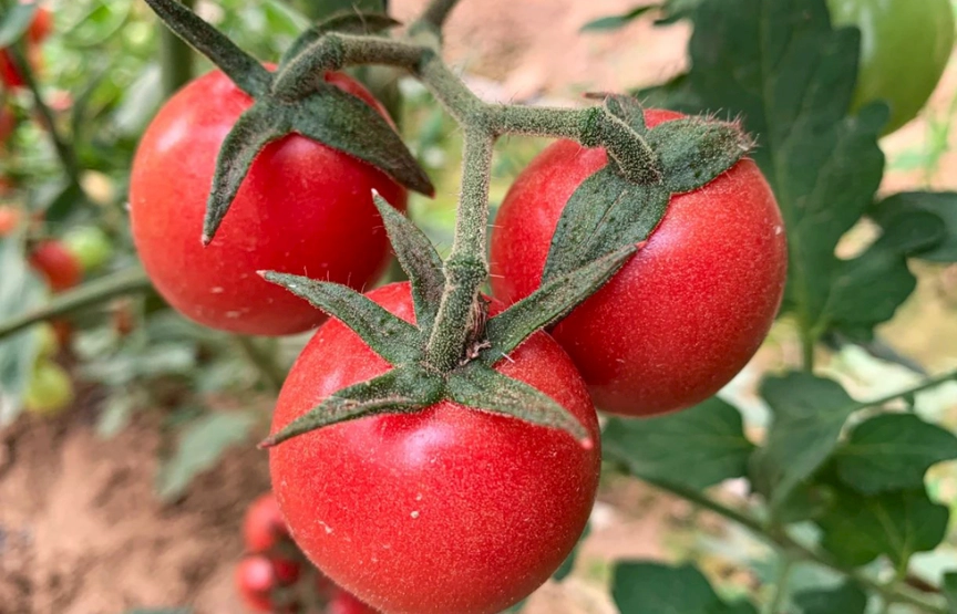 番茄移植技巧 番茄移植技巧