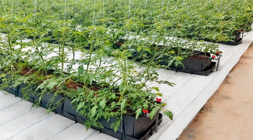 牛番茄病虫害防治