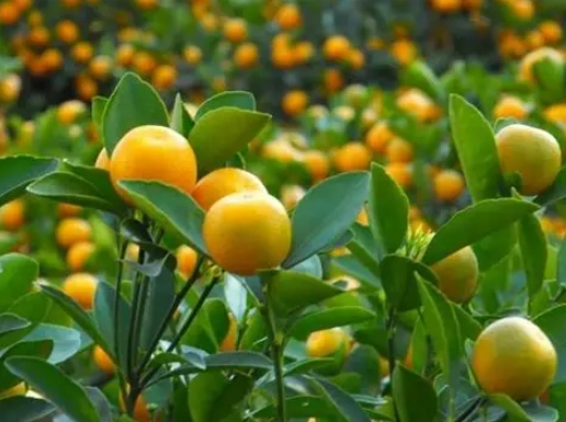 金桔葉子變黃處理