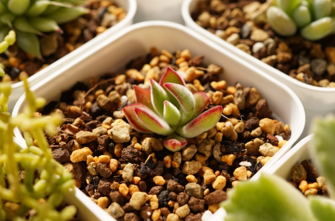 蘭花施肥方法 蘭花施肥方法