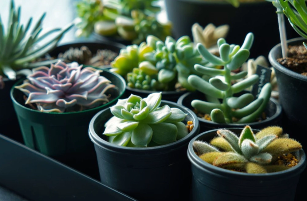 多肉植物換盆方法