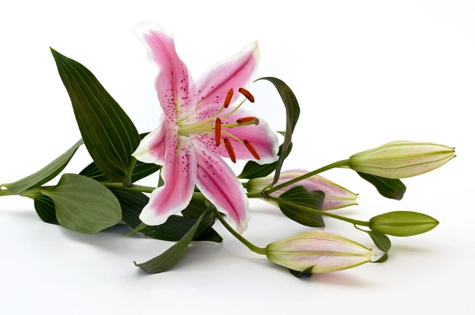 寵物 安全 植物