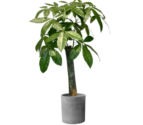 發財樹養護技巧 發財樹養護技巧