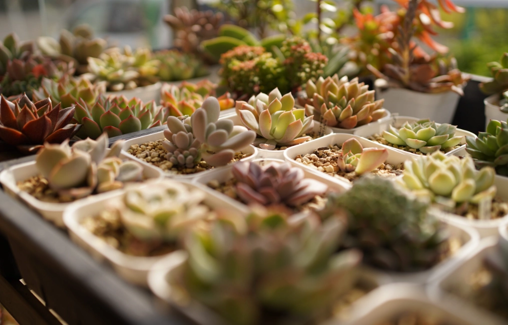 多肉植物養護指南