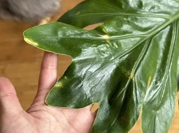 蔓绿绒照顾方法