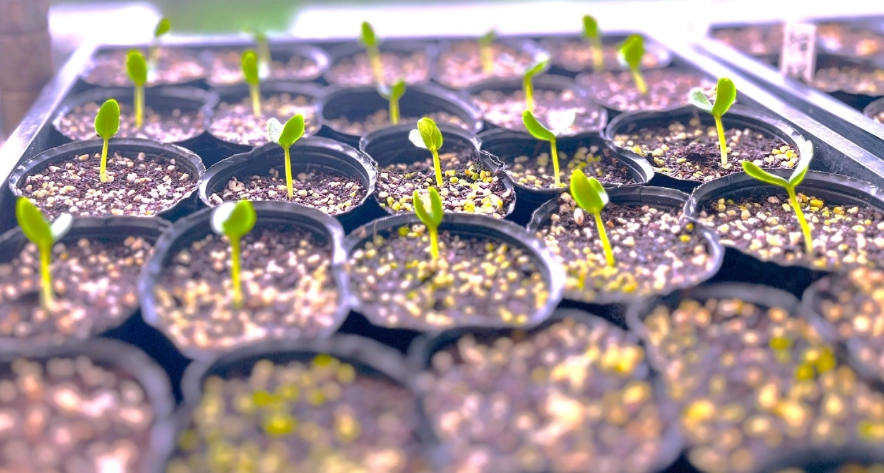 小黃瓜栽培方法 小黃瓜栽培方法