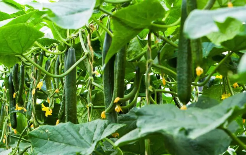 小黃瓜栽培方法 小黃瓜栽培方法