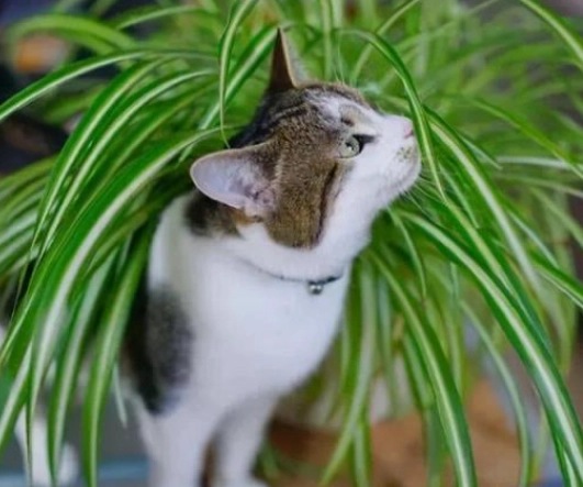 貓草種植 貓草種植