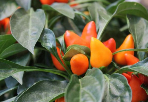 盆栽辣椒病蟲害 盆栽辣椒病蟲害