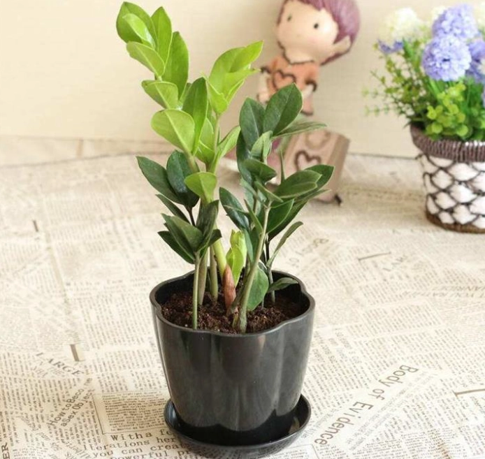 金錢樹葉子變黃原因