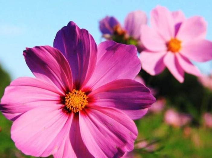 溫柔花卉推薦 溫柔花卉推薦