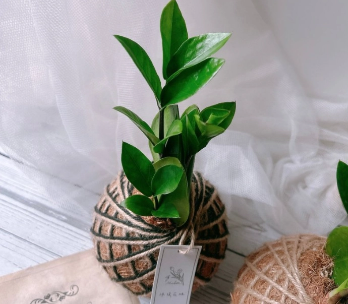 金錢樹葉子變黃原因