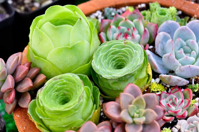 多肉植物光照需求