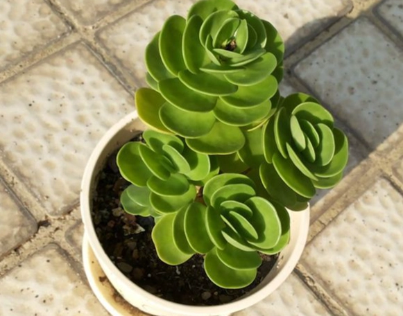 金錢樹養護方法 金錢樹養護方法