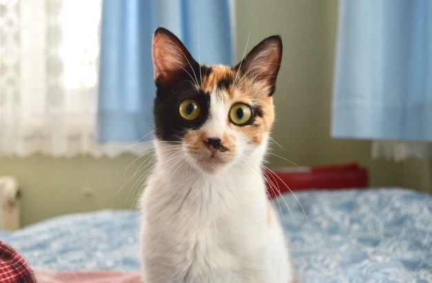 貓咪安全室內植物