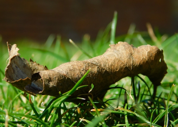 植物叶子枯黄 植物叶子枯黄
