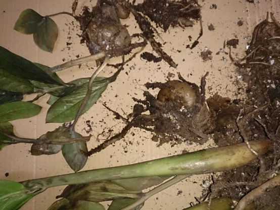 金錢樹養護技巧