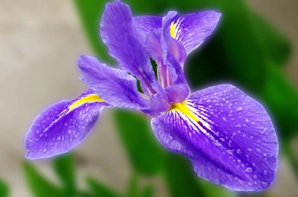 自由之花含义 自由之花含义