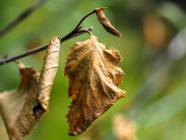 叶片尖端焦枯 叶片尖端焦枯