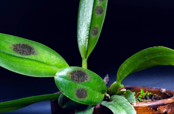 兰花叶子软化解救