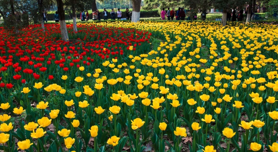 溫柔花卉推薦 溫柔花卉推薦