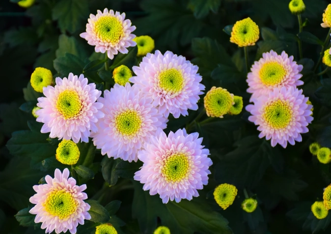 滁菊花茶泡法 滁菊花茶泡法