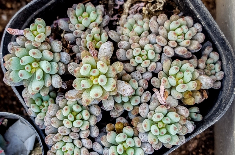 多肉植物換盆技巧 多肉植物換盆技巧