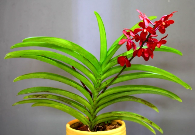 盆栽蘭花澆水 盆栽蘭花澆水