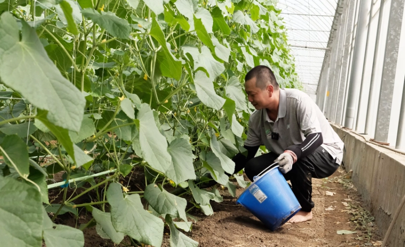 小黃瓜種植秘訣 小黃瓜種植秘訣