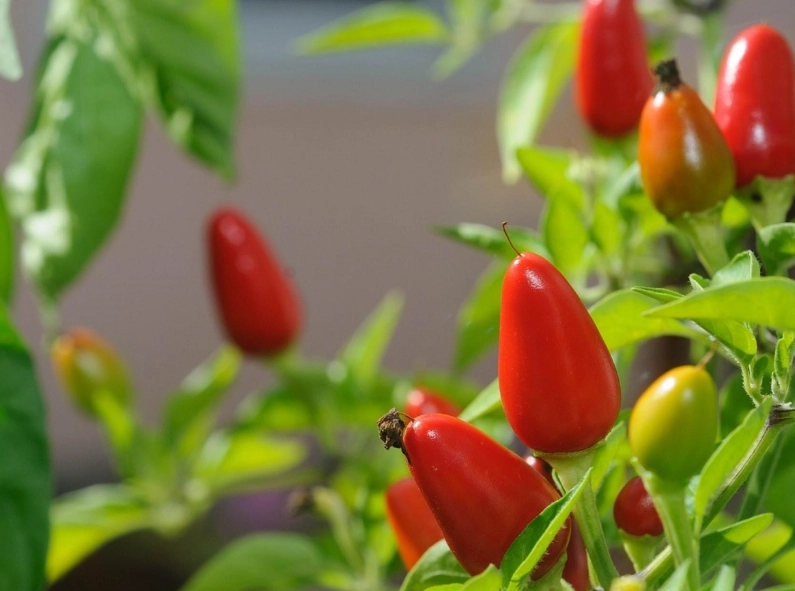 辣椒病蟲害防治