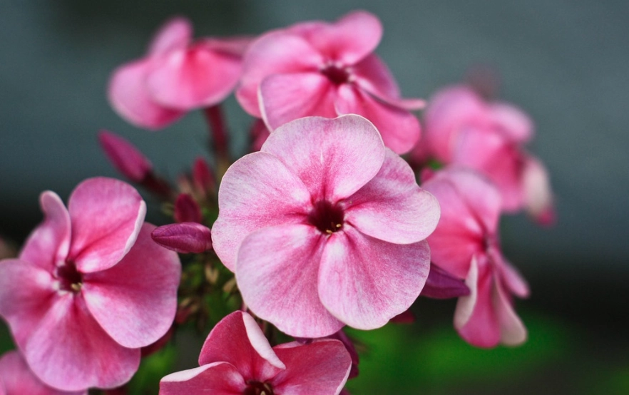 福樹種植 福樹種植