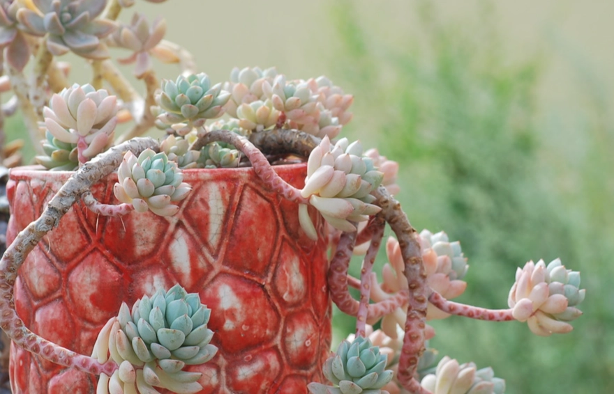 多肉舊土再利用