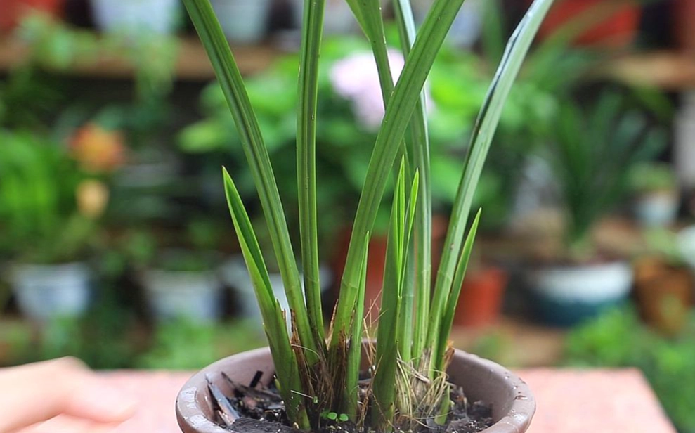 室内兰花养护 室内兰花养护