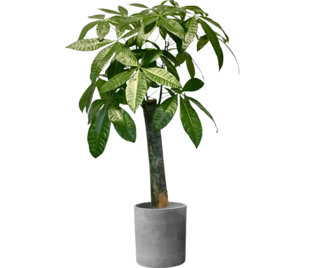 發財樹擺放風水 發財樹擺放風水