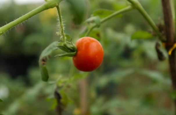 小番茄密度管理