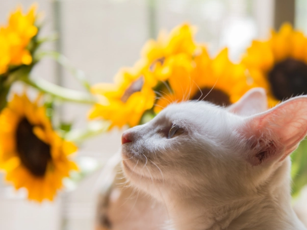 無毒室內植物推薦