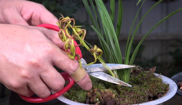 蘭花根部修剪