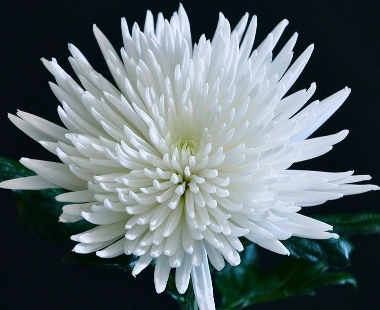 白菊花功效 白菊花功效