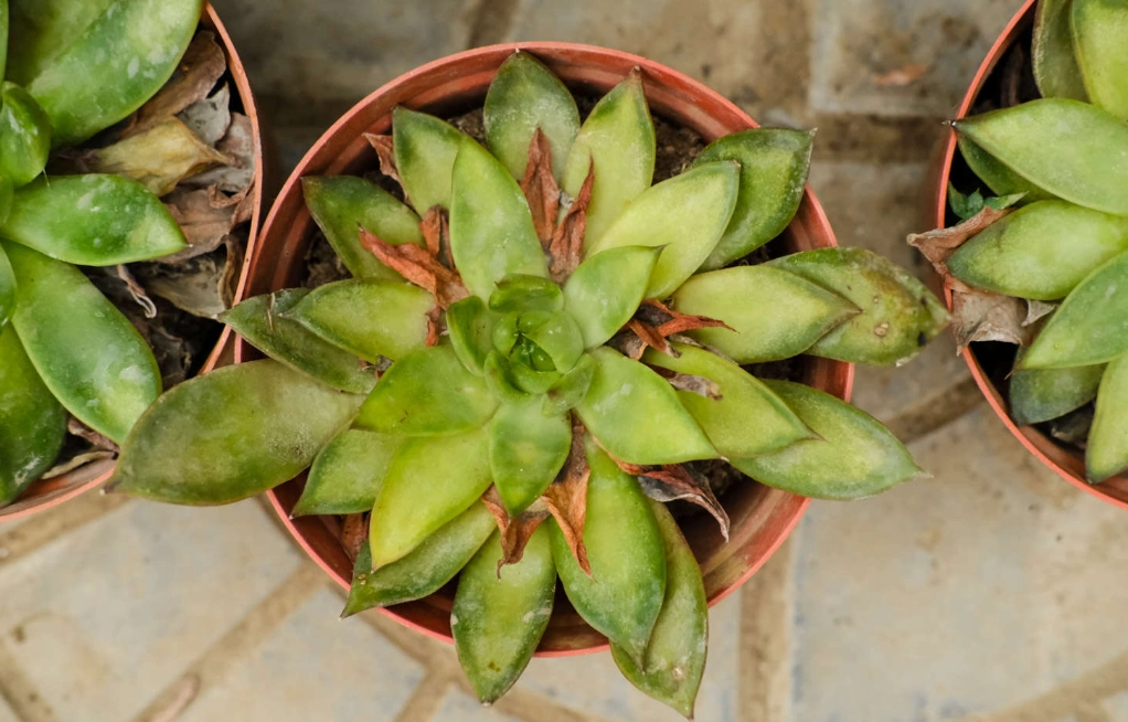 多肉澆水技巧 多肉澆水技巧