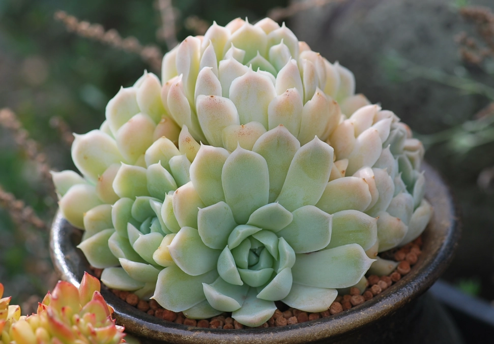 多肉舊土再利用