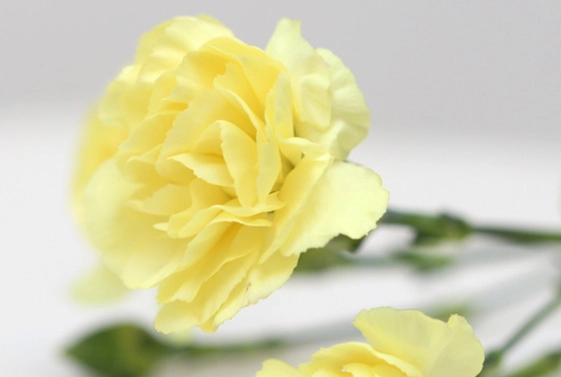 友情花語 友情花語